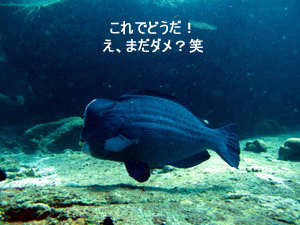またまたシミラン。 またまた3泊!!_f0144385_3463678.jpg