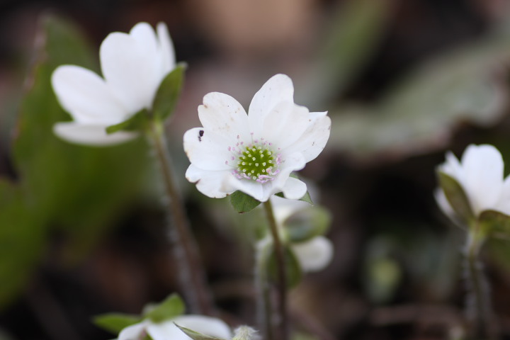 雪を割る白い花 向島百花園 スハマソウ 雪割り草 せ の写真集 刹那の光