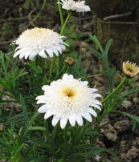 c0128402_9355538.jpg