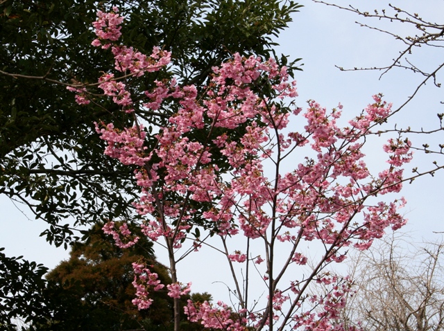 桜咲く_f0054904_18424387.jpg