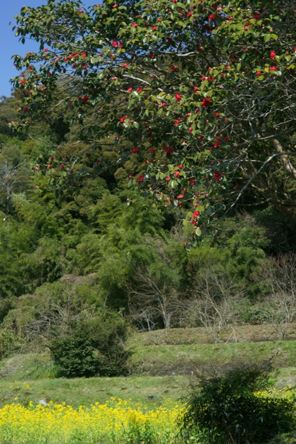 栄山寺の椿_e0177413_2181272.jpg