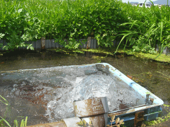 b0072219_1211119.gif