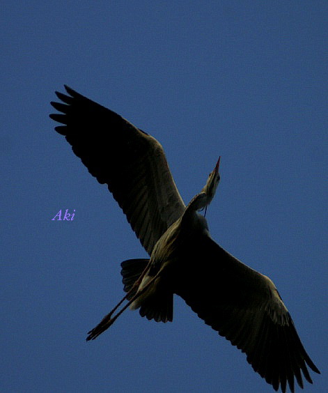 青鷺さんの飛翔／ブルーな世界　日没迄の空中シーンを集めました。_b0033423_1925840.jpg
