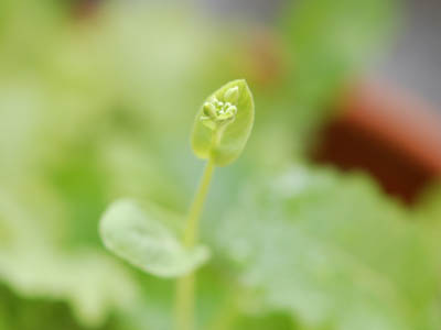 苺のクッキー。_a0026127_16475361.jpg