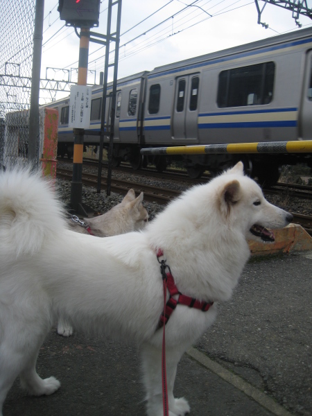 電車を色々見たんだぁ～_b0163830_1363984.jpg