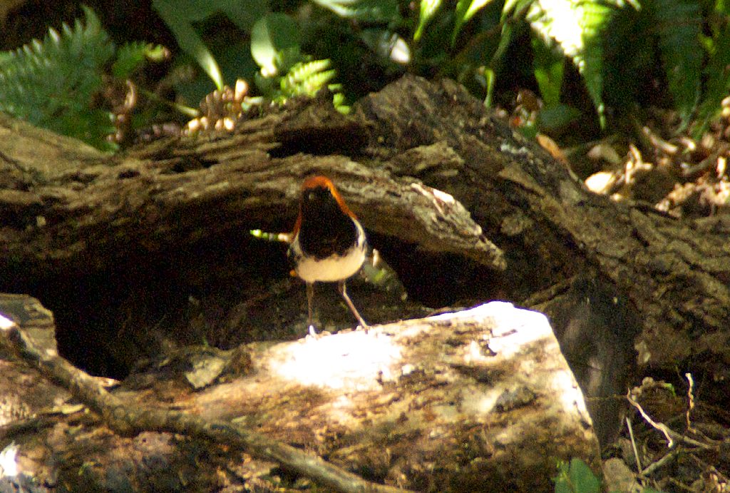 d0053930_68107.jpg