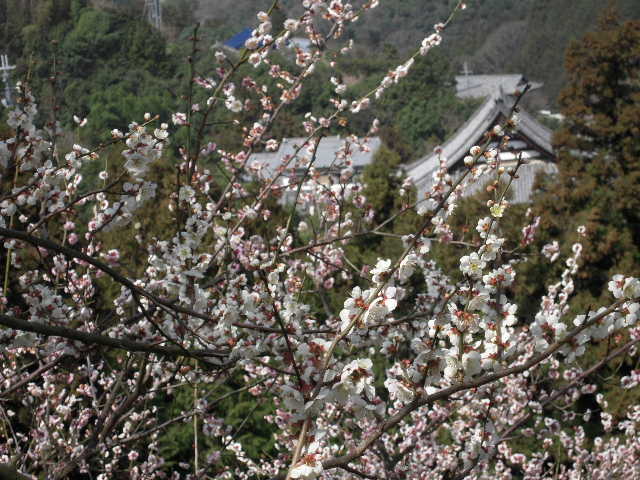 賀名生梅林（奈良県五條市）その2_b0025633_1092162.jpg