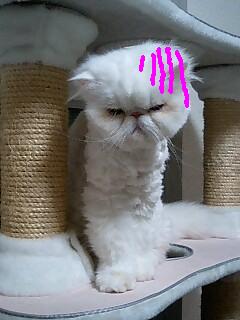 またたびトラップにひっかかっていました。_d0152937_2175833.jpg