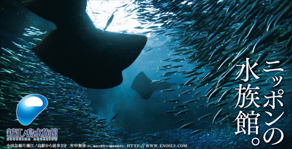 環境応援団いっぽ 新江ノ島水族館との協働へ_c0067646_1226795.jpg