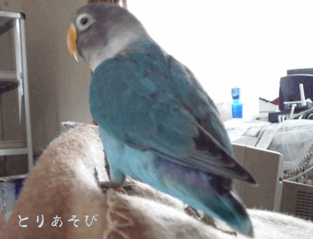 春の健康診断_e0147757_19511889.gif