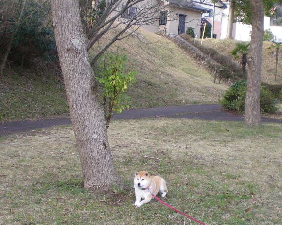 2009年3月18日(水)ベールに包まれたこころちゃん!_f0060461_201127.jpg