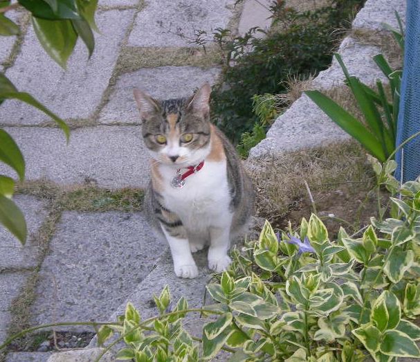 2009年3月18日(水)ベールに包まれたこころちゃん!_f0060461_20381611.jpg