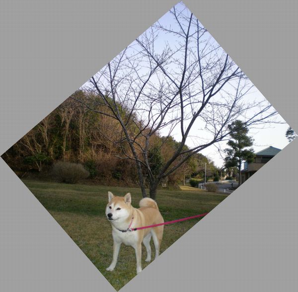 2009年3月18日(水)ベールに包まれたこころちゃん!_f0060461_20392420.jpg