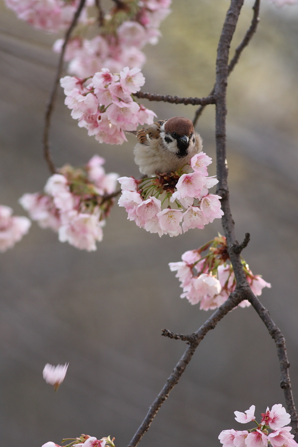 桜とスズメ_e0071575_0123719.jpg