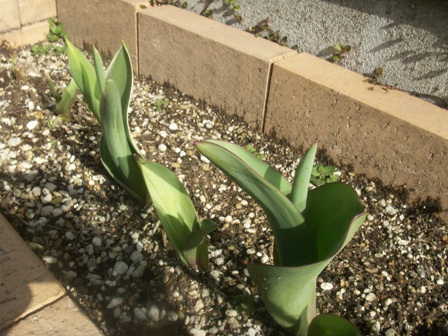 c0157378_97148.jpg