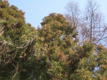 c0099395_8224224.jpg