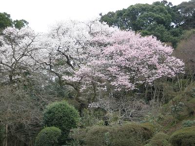 領主の桜_f0040201_23543254.jpg