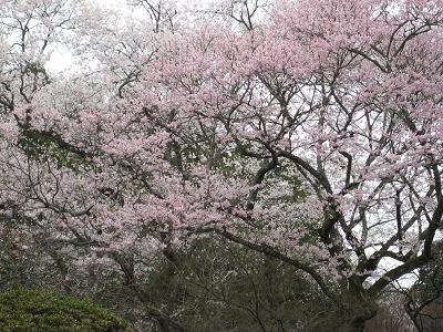領主の桜_f0040201_23573451.jpg