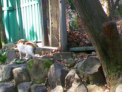 久しぶりに日比谷公園のネコを尋ねてみる。_a0024005_1423486.jpg