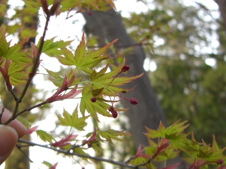 咲いた咲いた_b0049307_20513856.jpg