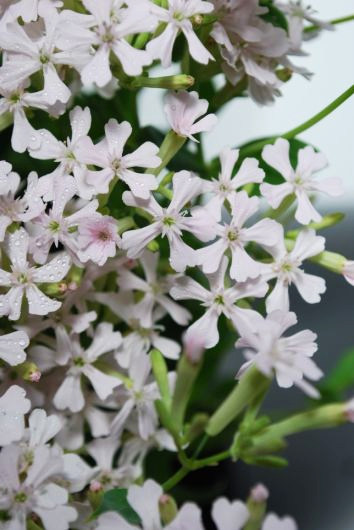 桜小町 Green Flower Puhara 花屋のおきらく日記