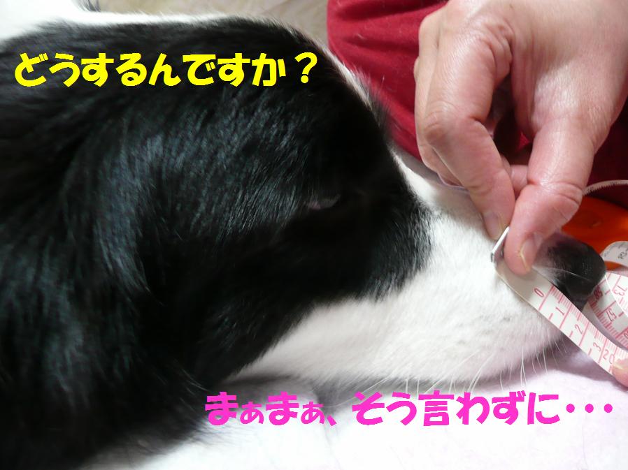 c0147241_0123351.jpg