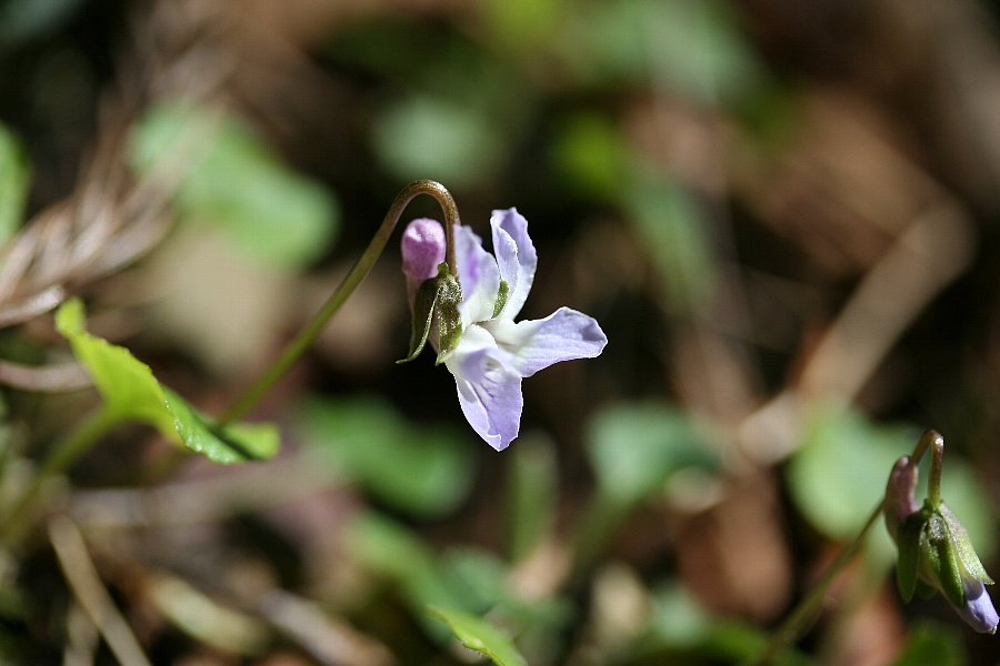 b0084270_17293.jpg