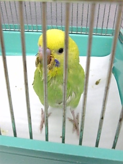 注意が必要な、生後１ヶ月位～セキセイインコ～_c0049870_105876.jpg