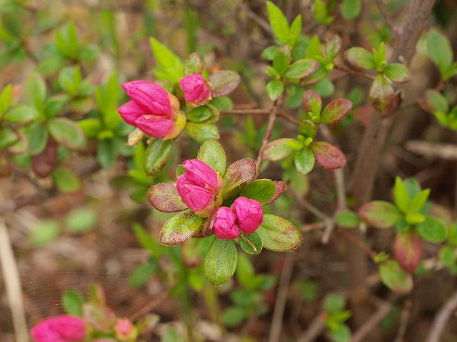 b0135573_22512369.jpg