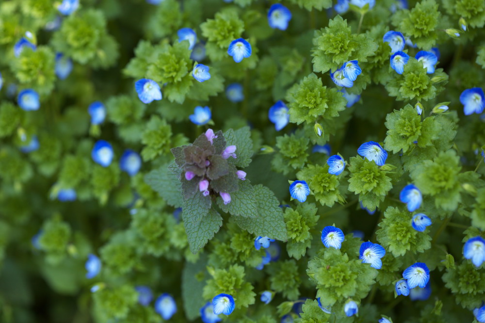 野の花と鳥_b0044477_9494542.jpg