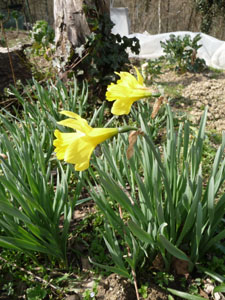 春近し~3月の畑_f0106597_2465892.jpg