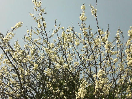 3月19日 木 白い花 保存食 我が家のランチ 楽しいこと大好き ｎｏ 2
