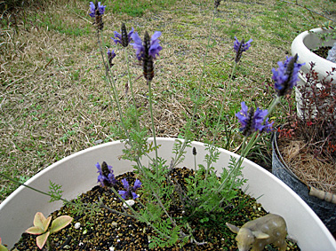 c0163810_23847.jpg