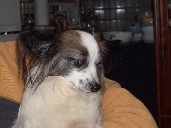 b0159611_16112040.gif