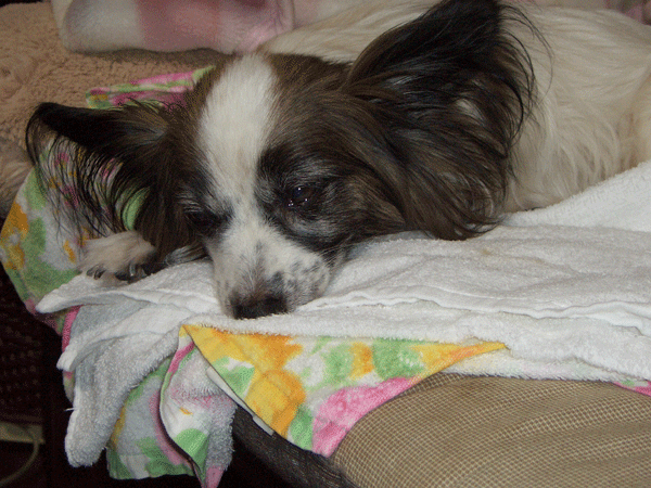 b0159611_16114584.gif