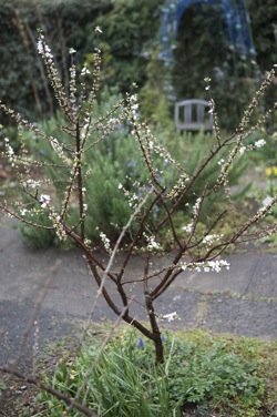 今日の開花_e0134713_2033891.jpg