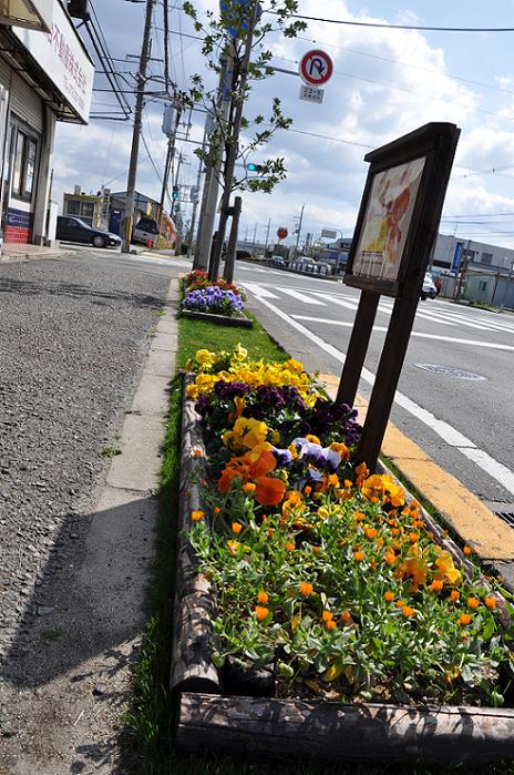 なみよいくじらのお花たち♪_c0115421_20535673.jpg