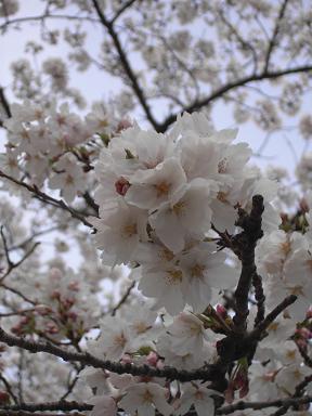 Amondeira アーモンドの花にまつわる伝説 O Meu Tesouro Portugal Da Lusofonia ポルトガル文化圏より