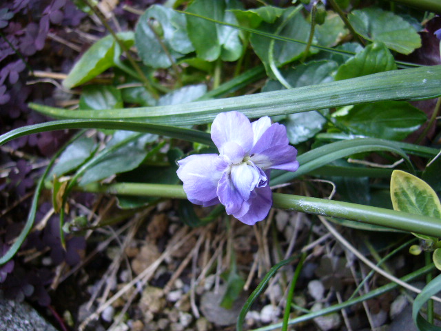 d0000324_14164859.jpg