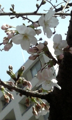 一番桜_c0141025_0281399.jpg