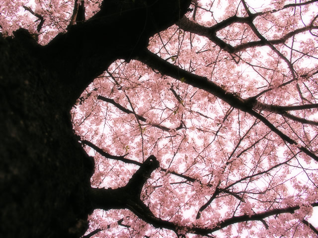 桜_c0102228_2254682.jpg