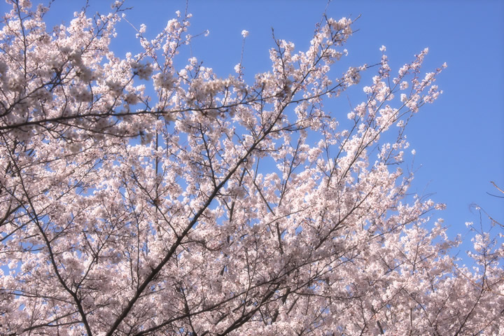 桜_c0102228_231022.jpg