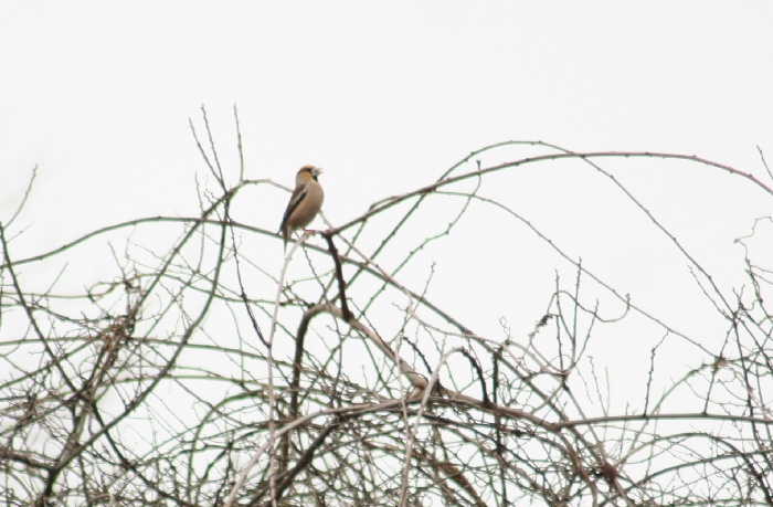 はじめての鳥ちゃん2種（？）♪_b0166341_20532915.jpg