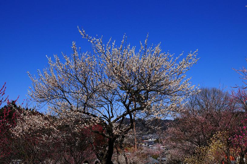 e0095142_7592629.jpg
