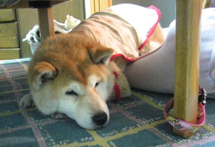 鼻も日記もぐちゃぐちゃ?_c0049950_10532146.jpg