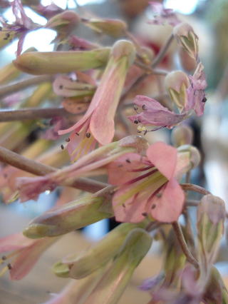 まぼろしの！マザーリーフの花_f0041850_9295947.jpg