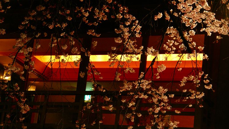 京の桜便り２００９  （祇園 白川畔早咲き枝垂桜 ）  (2009年03月20日)_c0119555_9534879.jpg