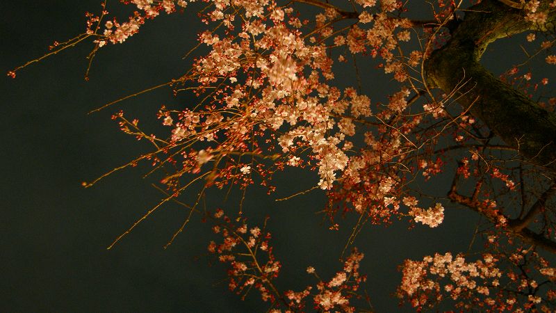 京の桜便り２００９  （祇園 白川畔早咲き枝垂桜 ）  (2009年03月20日)_c0119555_9535728.jpg