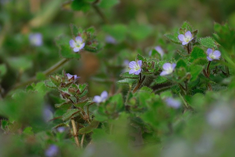 野の花・・_c0124055_12141847.jpg