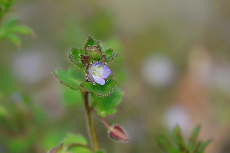 野の花・・_c0124055_1214327.jpg